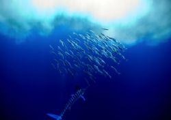 Feeding time.
A Stripe Marlin free swiming feeding on Ja... by Daren Fentiman 